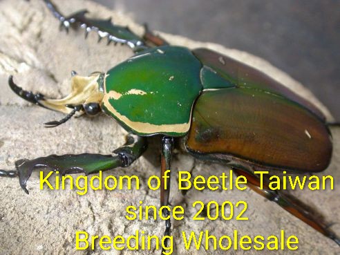 Kingdom of Beetle Taiwan-We sell high quality Breeding materials